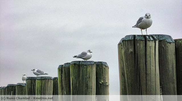 Gaivotas em Battery Park