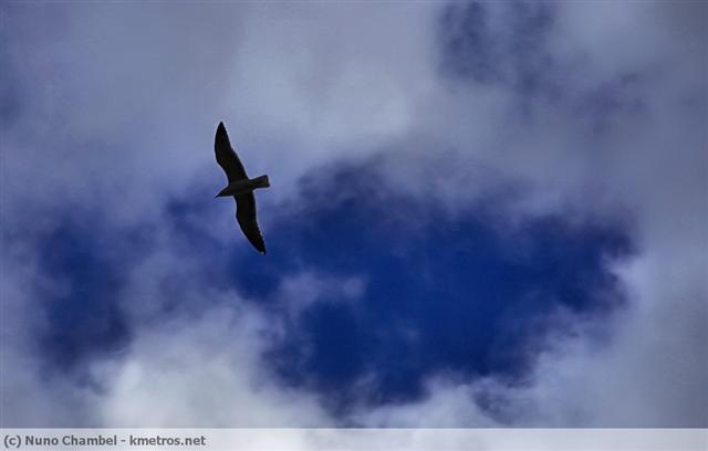 Gaivota