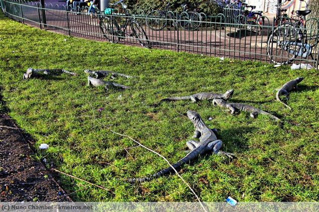 Iguanas perto de Leidsplein