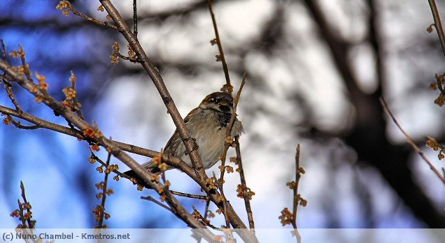 'Quando se decidiram quais as aves migratórias, onde é que nós estávamos???'
