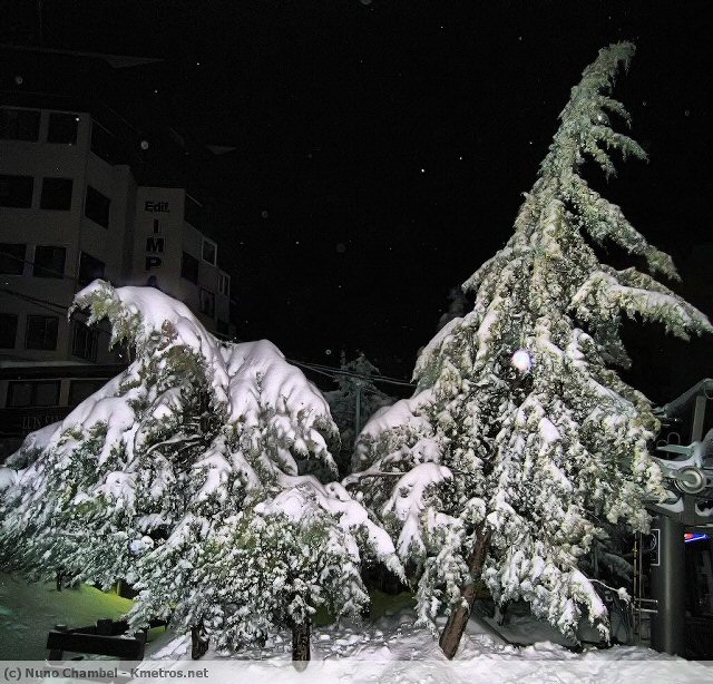 Pinheiros com neve